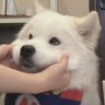 genji's profile picture