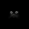 Panther Bets 的头像