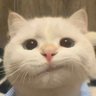 Bruh's profile picture