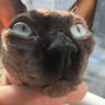 Смотрите какие лапки profil fotoğrafı