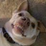 The Lana's profile picture