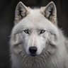 Profilbild von LoneWolf_AtHyenaHills
