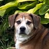 Фото профиля DogKrap