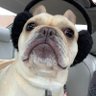 Forward In Reverse's profile picture