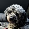 ReeeeeeallyLong profil fotoğrafı