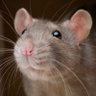 Rat🐀🌈 的头像