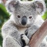 CozyKoala's profile picture