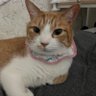 おめがね profil fotoğrafı