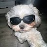 ANotSoPopularDog profil fotoğrafı