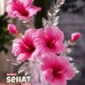 Wies Utari's profile picture