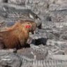 :🤍) Call me Capibara ^3^'s profile picture