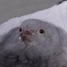 pidge profil fotoğrafı