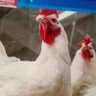 Фото профиля Turkey Aliskandari