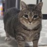 imba's profile picture