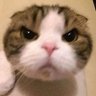 D山田's profile picture