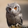 Siriuya profil fotoğrafı