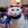 向北流川's profile picture
