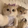 They call me meow 的头像
