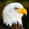 Profilbild von Eagle1023