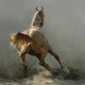 "افكاري جامحه مثل الخيل" 的头像