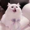 MIYUKI profil fotoğrafı