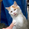 逃げ上手の猫六🐈 profil fotoğrafı