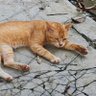 Lang Liu profil fotoğrafı