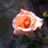 Margaret Hahn's profile picture