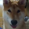 Profilbild von とっとこ株太郎