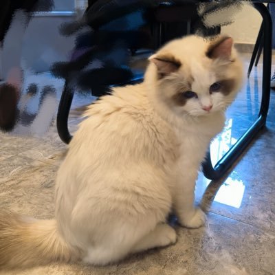 GmGradually6852's profile picture