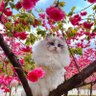 N's profile picture