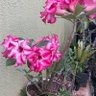 Divina Marcilene's profile picture