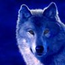 Wolf's profile picture