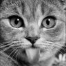 Alisa profil fotoğrafı
