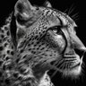 Profilbild von ۛ ּםבםב