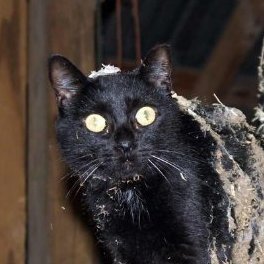 Goblin Moder's profile picture
