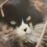 PWSapiens's profile picture