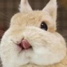 Profilbild von 特務兔