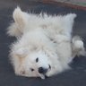Фото профиля Big White Furry Dog 🇺🇲 🦅🍊💎🐸🐿🦝