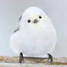 akamuku ç倎å