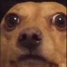 Dog is the 🐐 的头像