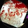 Profilbild von حسان الجزائري دم فلسطيني