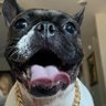 Profilbild von Tickles the french bulldog