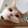 cat's profile picture