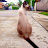 Toitor's profile picture