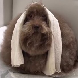 CMSwayZ's profile picture