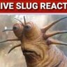 Appalachistan's profile picture