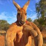 DollarMick's profile picture