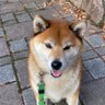 優月's profile picture