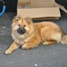 Фото профиля willi will es wissen